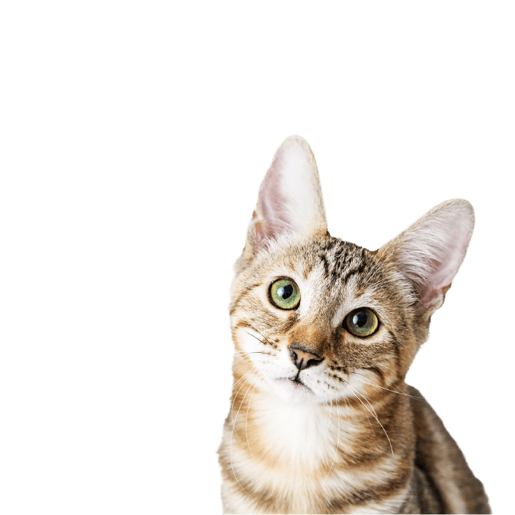 sou<br>profissional<br>veterinário