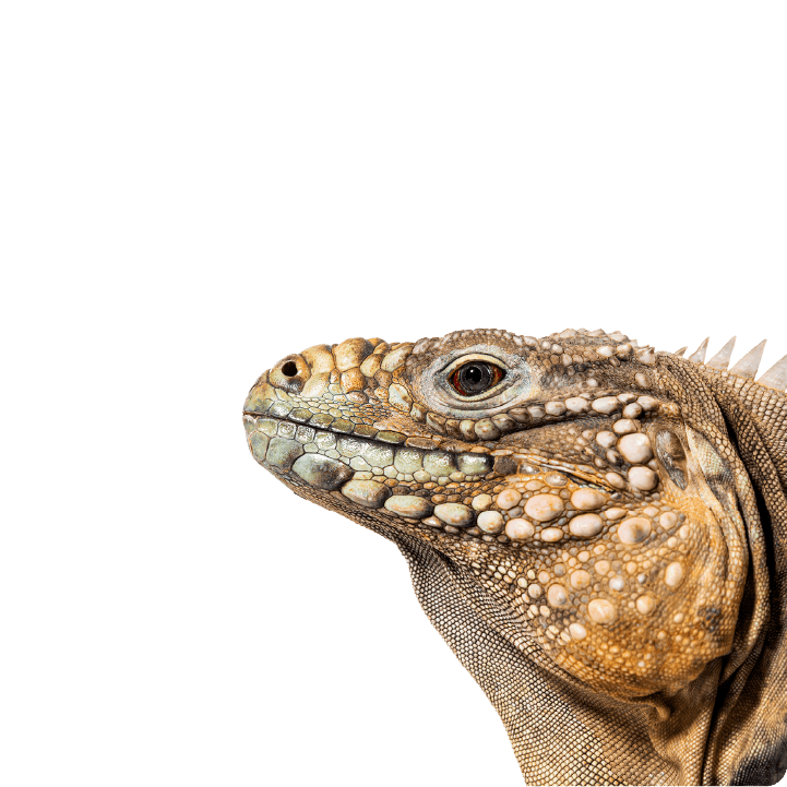 Sou<br>tutor de um<br>animal exótico